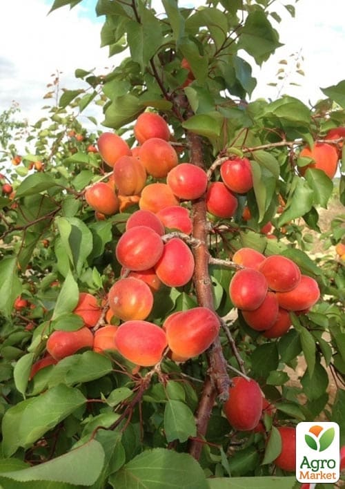 Абрикос "Космос" (летний сорт, ранний срок созревания)
