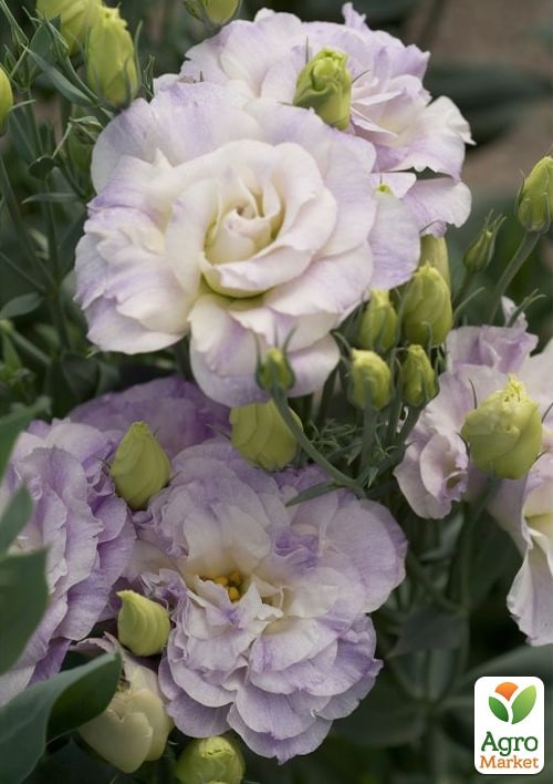 Эустома махровая "Мариачи F1" мисти блу ТМ "Профессиональные семена" 100шт