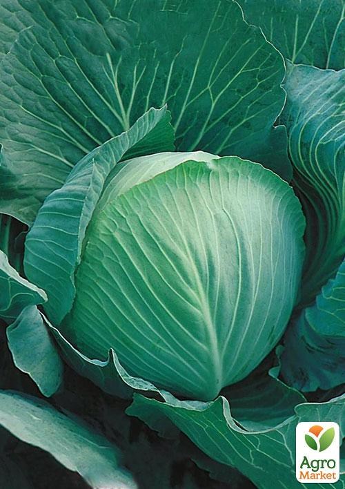 Капуста "Ярославна" (в банке) ТМ "Весна Органик" 15г