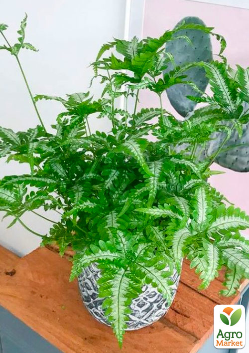 Птеріс Критський "Albolineata" - фото 6