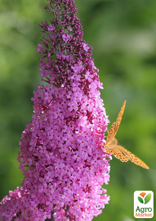 Буддлея Давида "Flutterby Pink"