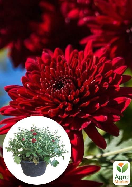 Хризантема Садовая "Avalon Red" (высота 30-50см)