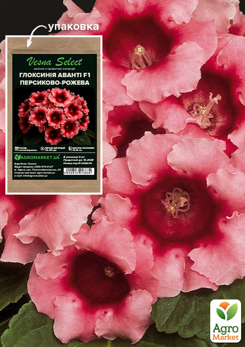 Глоксинія "Аванті F1" персиково-рожева ТМ "Vesna Select" 5шт