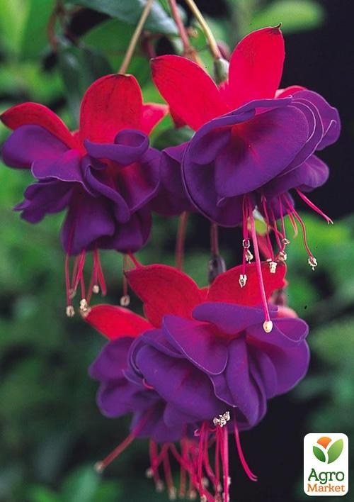 Фуксия ампельная "Dark Eyes" (контейнер № 10, высота 10-15 см)
