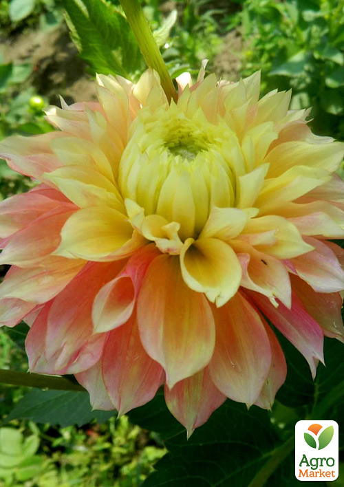 Георгина "Kogane Fubuki" (гигантский цветок) - фото 4