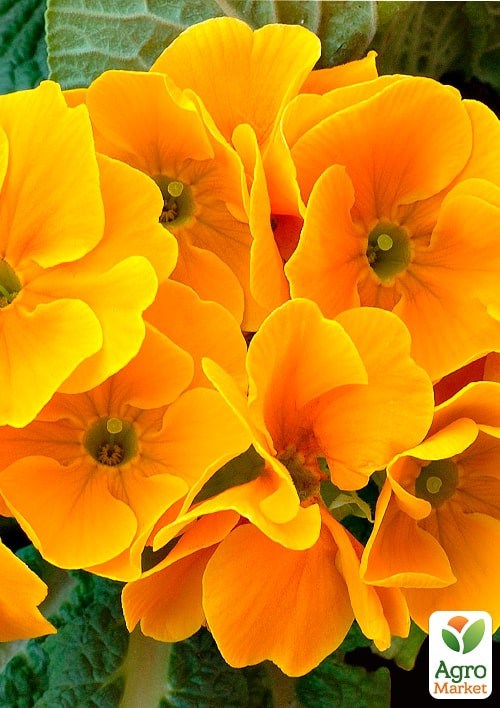 Примула обыкновенная F1 "Данова золотая" ТМ "Vesna Exclusive" 5шт
