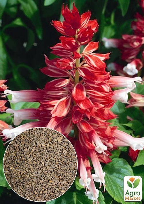 На вагу Сальвія "Биколор" ТМ "Весна" ціна за 2г