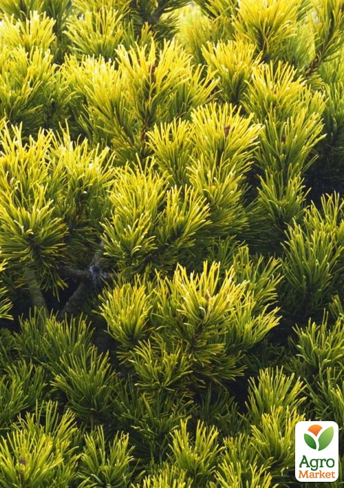 Сосна горная "Carstens Wintergold" (ком/сетка), высота 80-90см
