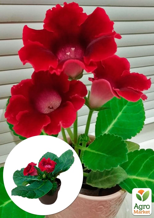 Глоксиния "Empress Red" высота 20см