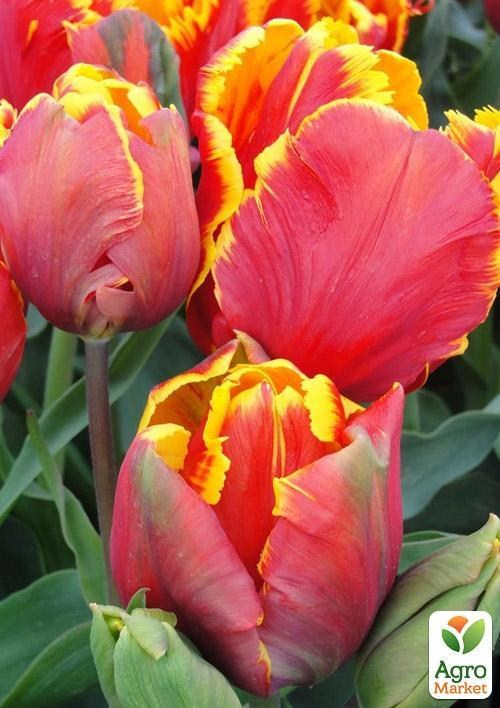 Тюльпан "Bright Parrot" 3шт в упаковці