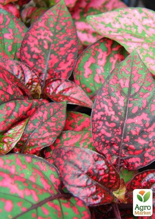 Гипоэстес "Confetti Red" - фото 3