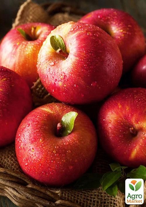 Яблуня Едера полукарлік