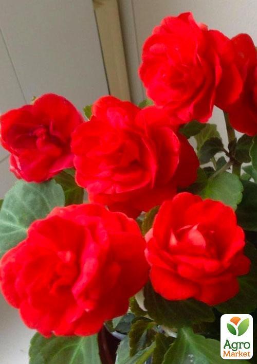 Бальзамін махровий червоний (Зипер) ТМ "Весна" 1г - фото 3