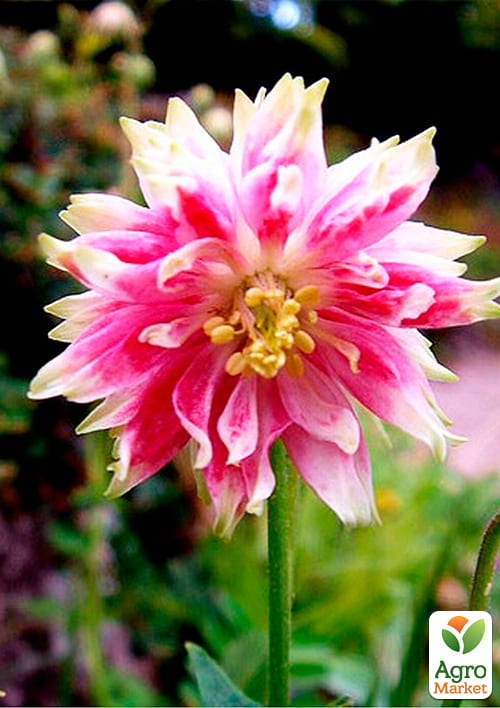 Аквілегія махрова "Nora Barlow" 1шт в упаковці - фото 2