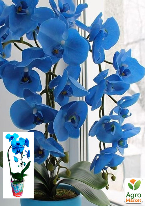 Орхідея (Phalaenopsis) «Cascade Blue»