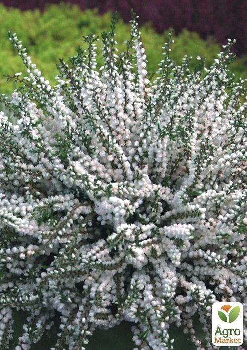 Вереск вечнозеленый "Verenka" - фото 4