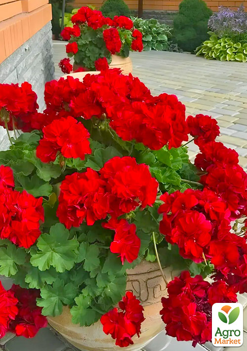 Пеларгония ампельная "Scarlet" 