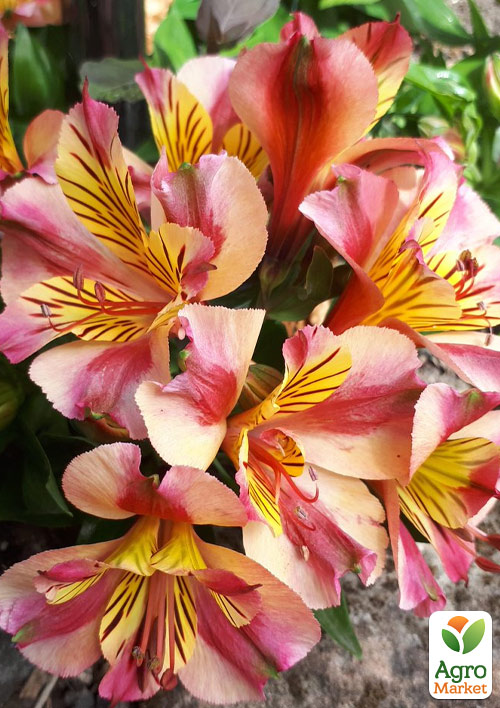 Альстромерія inticancha Patio "Bryce" (вирощено in-vitro) С1,5 - фото 6