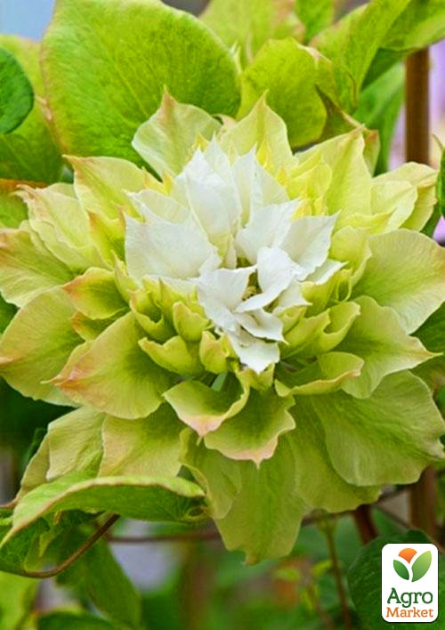 Клематис "Se-No-Kaze"