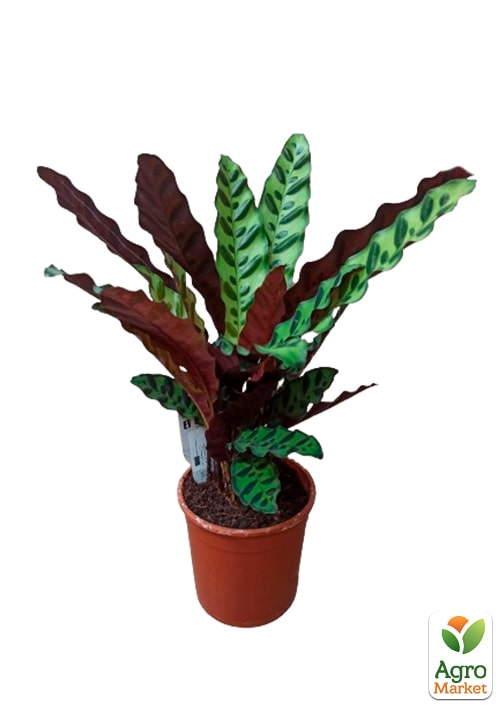 Калатея "Lancifolia" высота 45-55см - фото 7