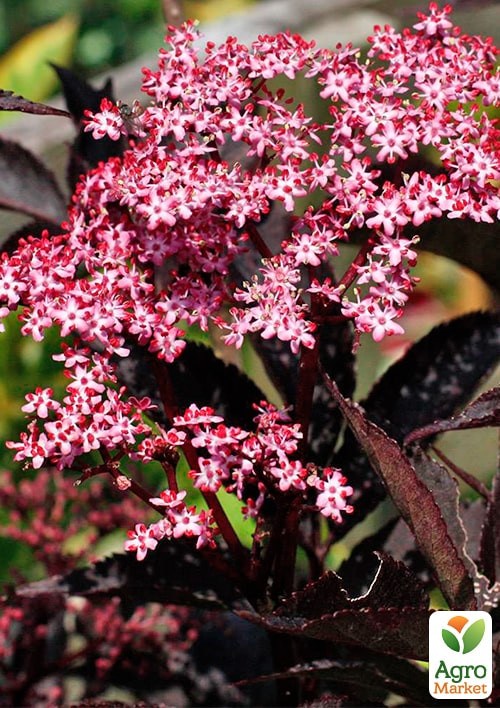 Бузина черная "Black Beauty" контейнер Р9