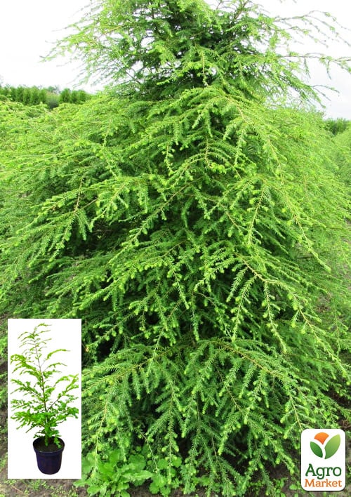 Тсуга "Канадська" C2, висота 30-40см