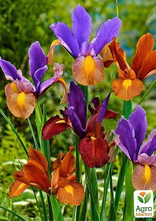 Ірис голландський "Tiger Stripe" Мікс 5шт в упаковці