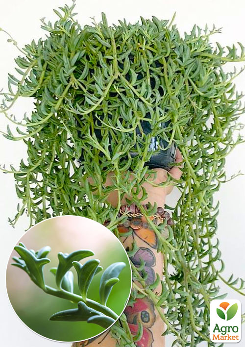 Хрестовник "Дельфін" (Senecio Peregrinus)