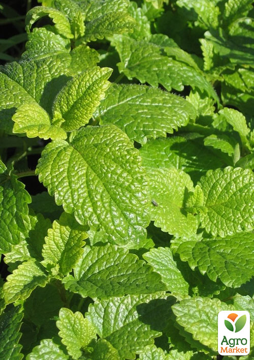 Мелисса Лекарственная