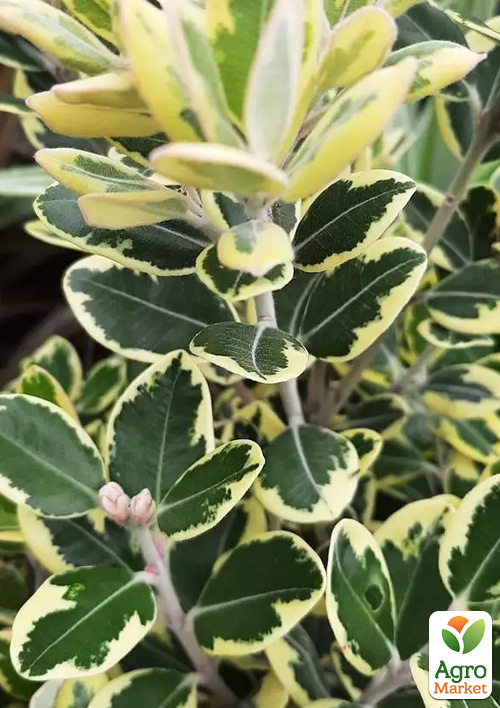 Метросідерос "Variegata" висота 50-60см - фото 2