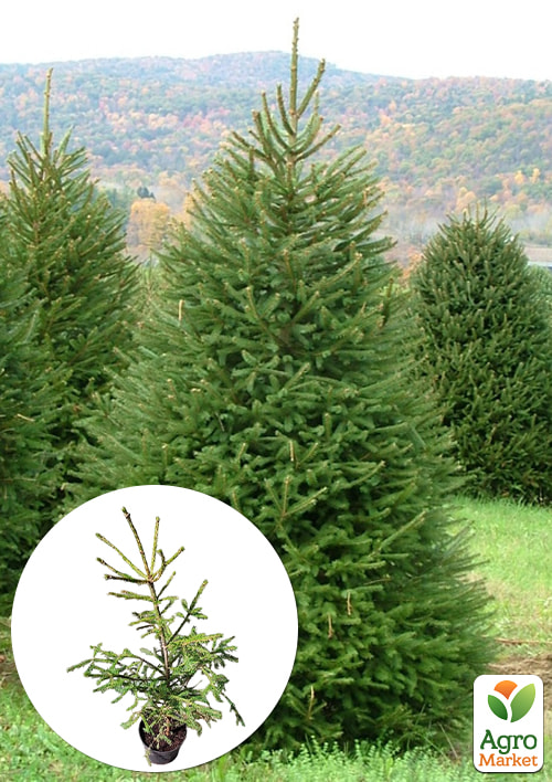 Ель 6-ти летняя европейская "Excelsa" С5, высота 80-100см