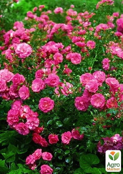 Эксклюзив! Роза почвопокровная розовая "Розовое вино" (Pink wine) (саженец класса АА+, премиальный восхитительно-нежный сорт)