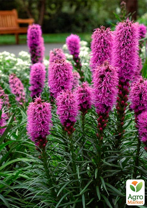 Лиатрис колосковый "Rose Purple" вазон С2