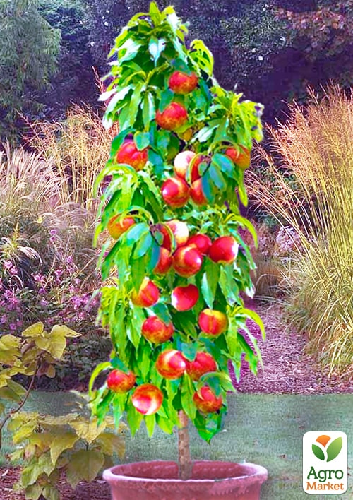 Нектарин Колоноподібний Лола (Lola) - фото 2