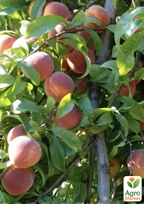 Персик "Тендресс" (великоплідний, морозостійкий, пізній термін дозрівання) - фото 4