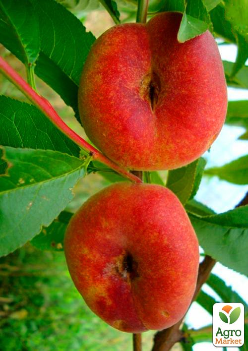 Инжирный персик "Свит Ринг" (инжирный, летний сорт, ранний срок созревания)