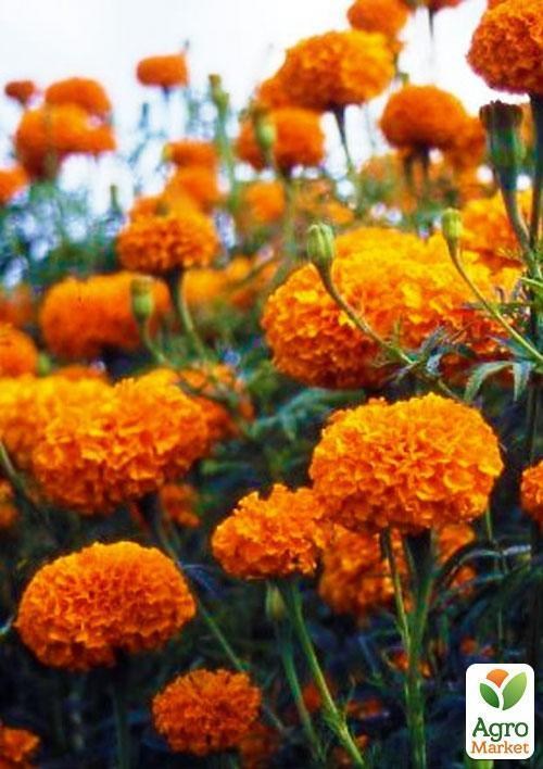 Бархатцы "Гаваи" (Зипер) ТМ "Весна" 1г - фото 3