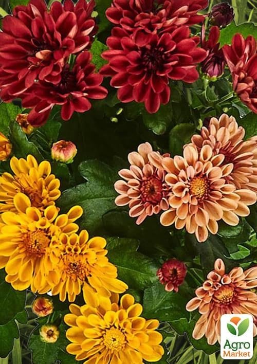 Хризантема Multicolor "Carnaval" (Нідерланди) - фото 6