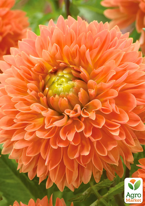 Жоржина "Orange Impact"