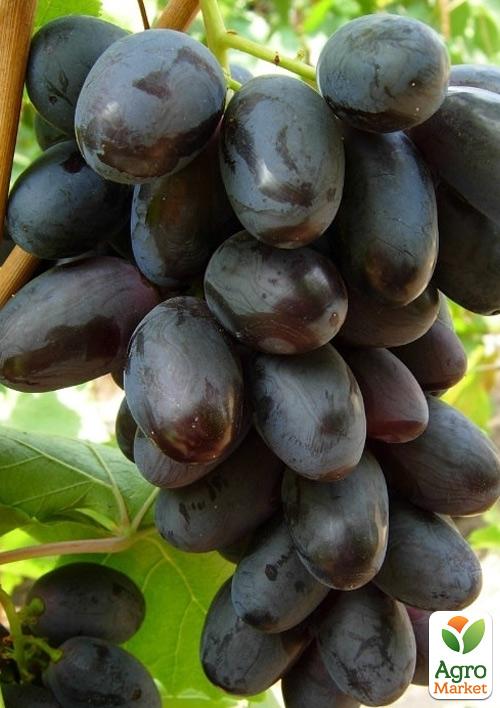Виноград "Фуршет" (ранньо-середній термін дозрівання)