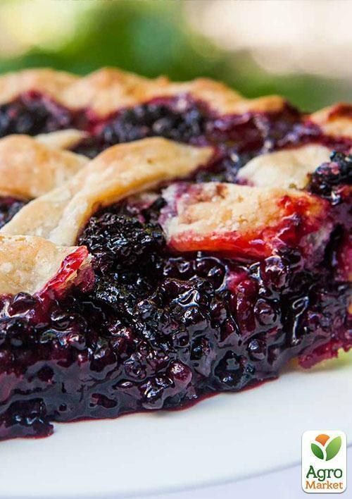 Эксклюзив! Малинно-ежевичный гибрид чёрный с глянцевым блеском "Роскошный блюз" (Luxury Blues) (премиальный крупноплодный сорт) - фото 4