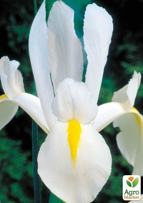 Ірис голландський "White Excelsior" (розмір 7/8, великий) 5шт в упаковці