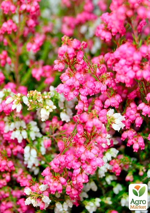 Еріка трав'яниста мікс сортів