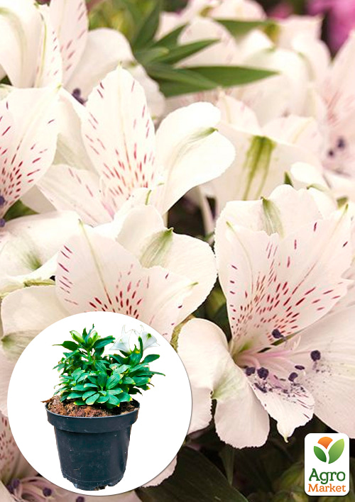 Альстромерия inticancha Patio "Magic White" (выращено in-vitro) С1,5