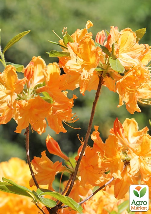 Азалія (рододендрон гібридний) "Golden Lights"  - фото 6