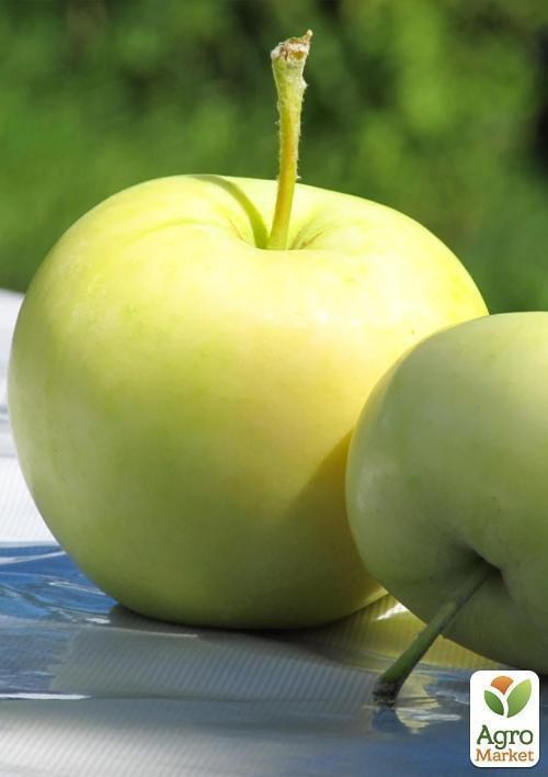 Яблуня "Голден резистент" (зимовий сорт, пізній термін дозрівання) - фото 2