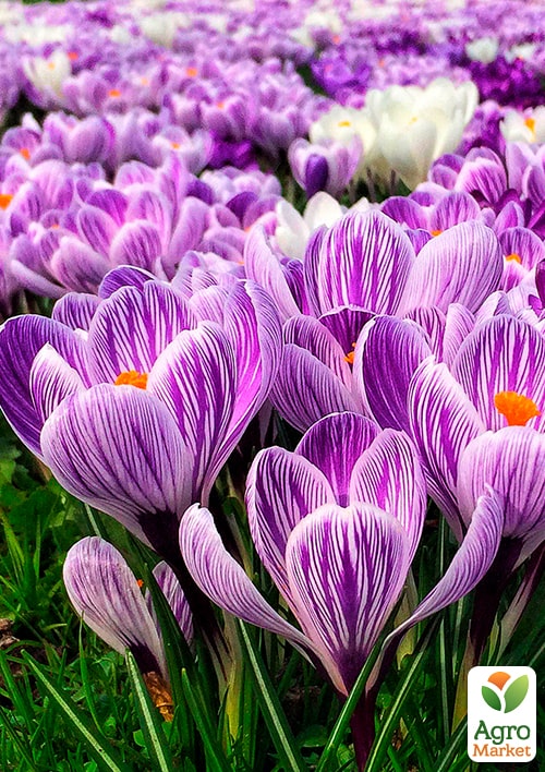 Крокус крупноцветковый "Pickwick" укорененный - фото 6