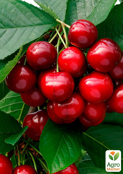 Черешня "Дилема" (літній сорт, середній термін дозрівання)