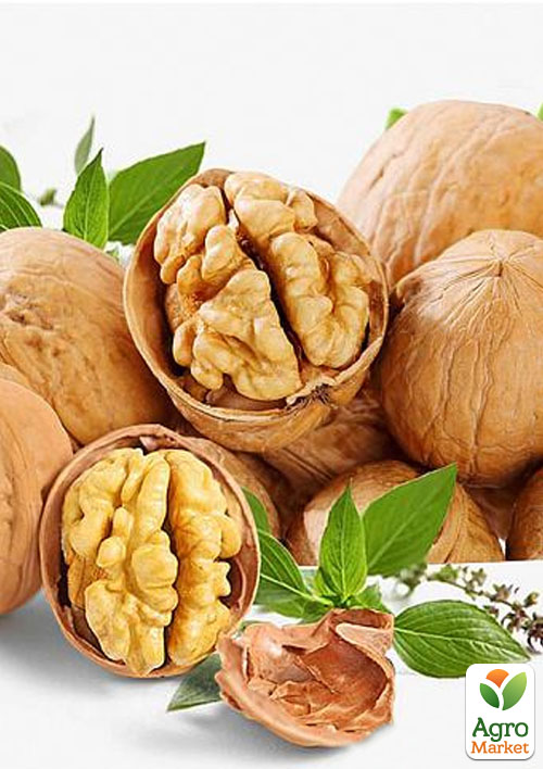 Грецкий орех привитой "Franquette" (французская селекция, среднеспелый срок созревания)