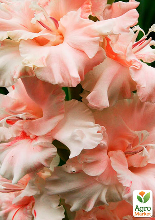 Гладиолус "Crispy Frizzle" 3шт - фото 4